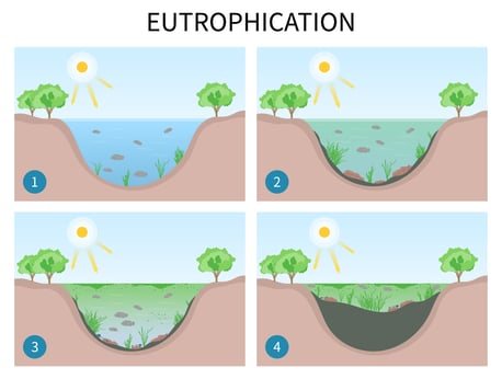 Diagramm zur Darstellung der 4 Stadien der Eutrophierung in Gewässern